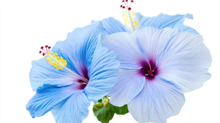 This stunning image features elegant hibiscus flowers in soft blue and white shades, showcasing intricate petal details and vibrant centers, evoking tranquility.の素材