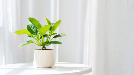 A vibrant green plant in a sleek white pot sits gracefully on a round table, illuminated by soft natural light, creating a serene indoor atmosphere.の素材