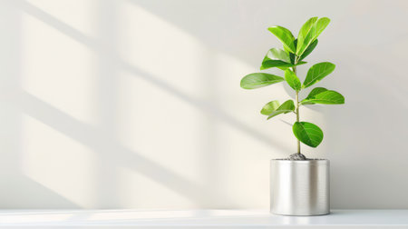 A striking indoor plant in a sleek silver pot stands against a light wall, enhancing modern decor. Sunlight casts soft shadows, creating a tranquil atmosphere.の素材
