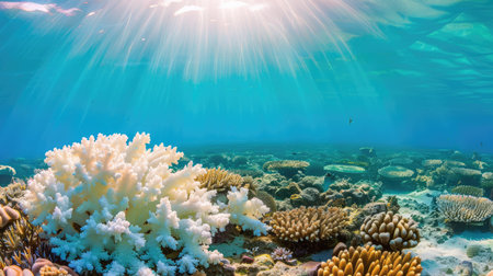 Explore a breathtaking underwater scene showcasing a vibrant coral reef illuminated by stunning sunlight rays. This tranquil environment is rich in marine life and biodiversity.の素材