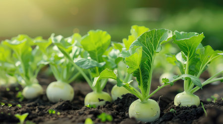 Organic farming scene with turnip plants growing in moist dark soil, focus on green leaves and rootsの素材