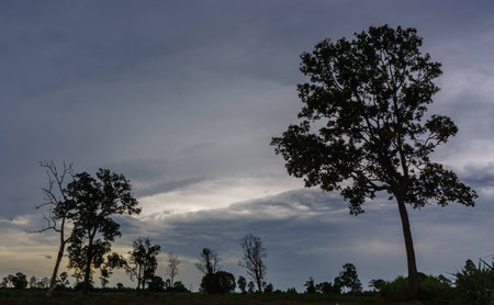 This is the evening light in the cane fields.の写真素材