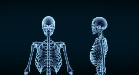 Human Skeleton Anatomy X-ray 3D rendering