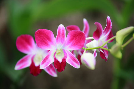 Pink Orchid on natueral backgroundの写真素材