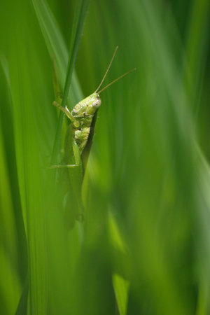 The Grasshopper on the rice leaf.の写真素材