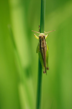 The Grasshopper on the rice leaf.の写真素材