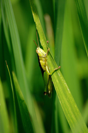 The Grasshopper is eating a rice leaf.の写真素材