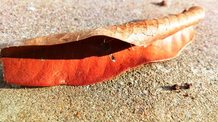 nature's creativity makes everything goodの写真素材