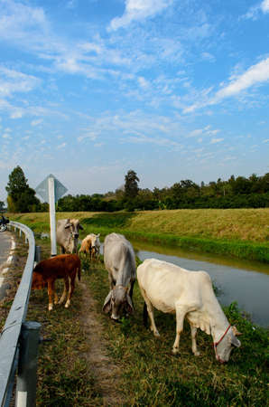 Cowの写真素材