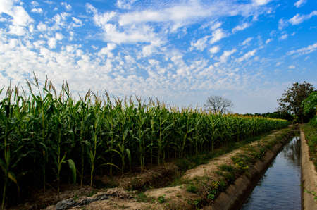 Corn farmの写真素材