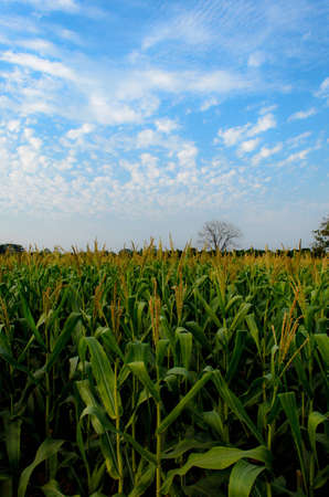 Corn farmの写真素材