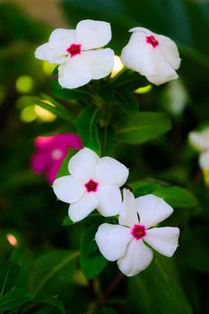 Tropical flowerの写真素材
