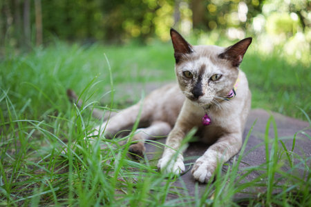 Cat sit in the garden and looking to cameraの写真素材