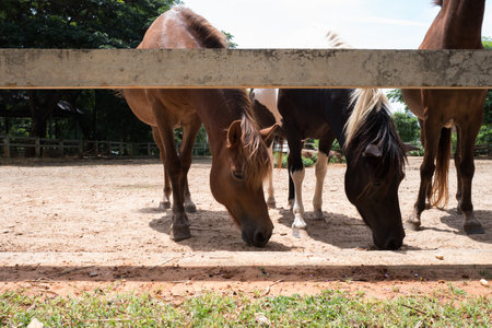 Different color of horses looking for food at the urban farmの写真素材