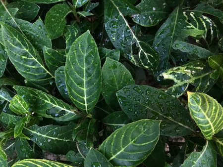 Top view of green leaves with water dropの写真素材