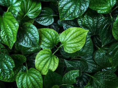 Top view of green leaves at the gardenの写真素材
