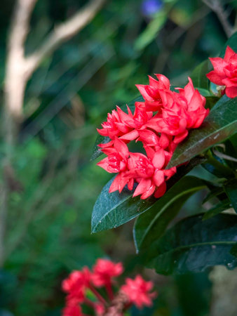 Closeup red flowers with green leaf at the garden