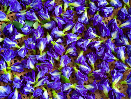 Top view flatlay fresh purple Butterfly pea flower, bluebellvine , cordofan pea, clitoria ternatea with green leaf on the  marble table background. Food or herb conceptの写真素材