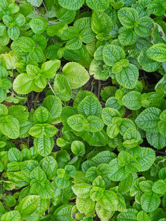 top view peppermint plants with day light