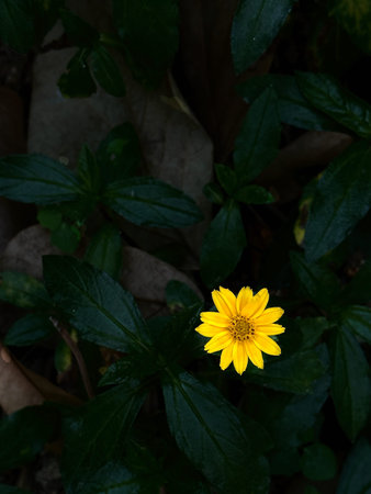 Closeup yellow flower with dark leaves backgroundの写真素材