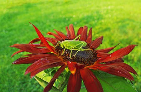 Grasshopper on the red sunflower, horizontal photo.の写真素材