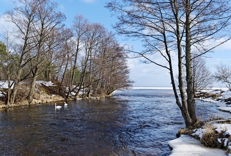 Spring at the Baltic sea coastline and two swans.の写真素材