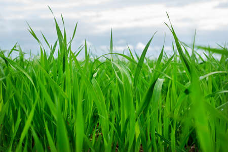 Green wheat and blue sky with clouds. の写真素材