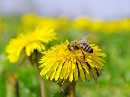 Bee working on yellow dandelion.の写真素材