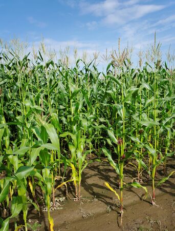 Row of the growing green corns after flood.の写真素材