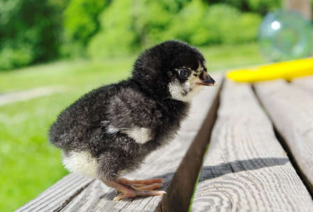 Small chick outside on a wood surface.の写真素材