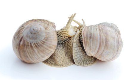 Two snails in a spring on white surface.の写真素材