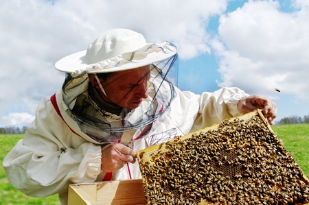Apiarist and frame with bees, horizontal photo.