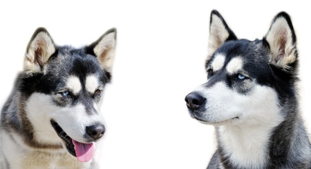 Two young dogs with different eyes.