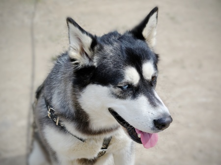 Dog husky with different yeys, blue and brown.の写真素材