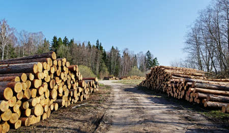 Stack of logs on the grit road.の写真素材