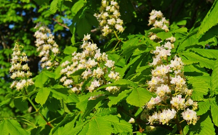 Blossom of the chestnut tree.の写真素材