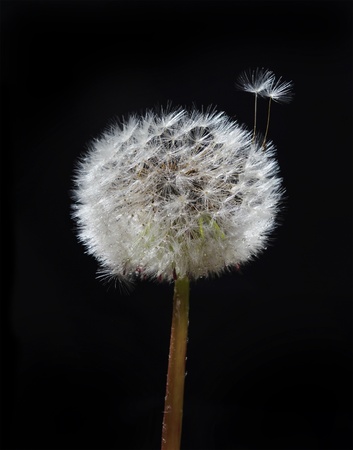 Wet  blow ball on the black background.の写真素材