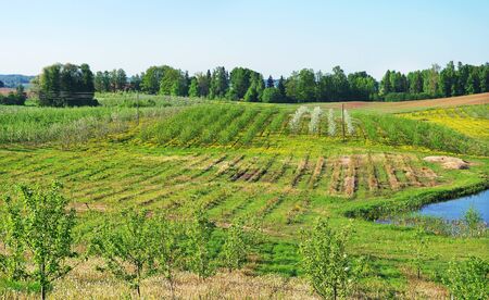 Apple garden on the hill with pond.の写真素材