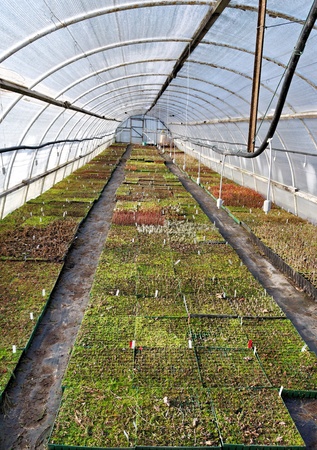 Greenhouse for plants  with irrigation system.の写真素材