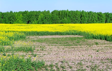 Poor crop of canola after winter`s frost.の写真素材