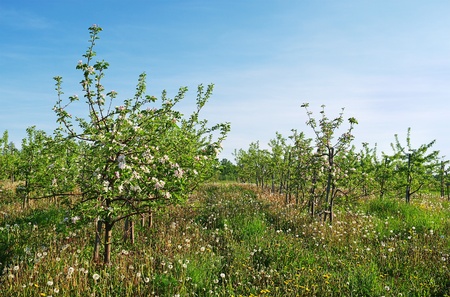 Weed in the apple garden.の写真素材