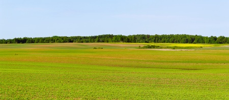 Wheat and canola fields in the morning.の写真素材