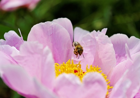Bee flying above pink peony in a garden.の写真素材