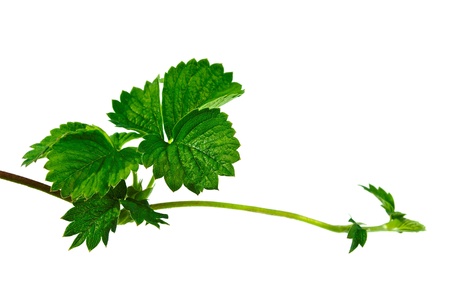 Trail of strawberry plant, development.の写真素材