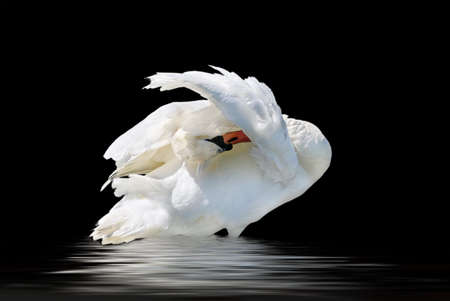 White swan cleaning his feathers, horizontal photo isolated on the black surface.の写真素材