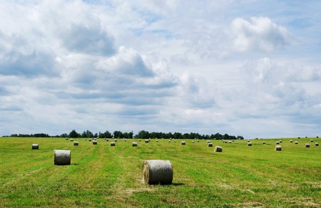 Haystacks in a meadow, harvest.の写真素材