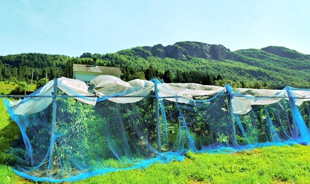 Cherry trees under a web.のeditorial素材