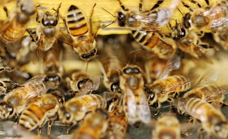 Bees at the entrance outside.