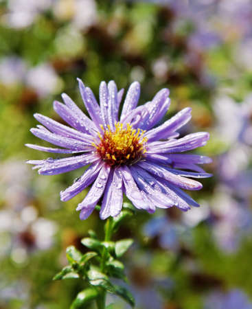 Violet aster in a morning with water drops.