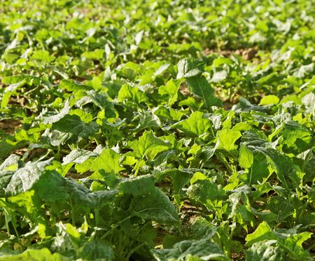 Canola plants on a field.の写真素材